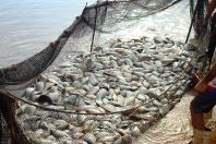 PR amplia liderança na produção de pescados