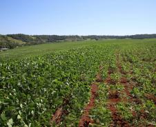 Paraná prorroga prazo para a semeadura de soja