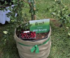 Novos cultivares de acerola são lançados no Show Rural, em Cascavel