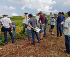 Semana de Campo reúne produtores de feijão e milho