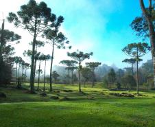 Safra de pinhão será menor no Paraná