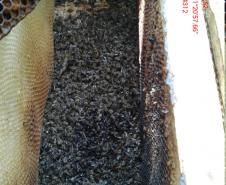Mau uso de agrotóxico dizima abelhas de 40 caixas em Turvo