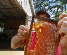Puxado por Ortigueira, Paraná alcança a liderança na produção de mel