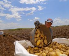 Valor Bruto da Produção Agropecuária do Paraná cresce 6% em 2022 e alcança R$ 191 bilhões