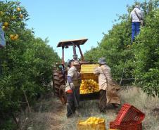 Produção de citros representa 53,7% da área de frutas no Paraná
