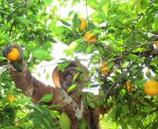 Produção de citros representa 53,7% da área de frutas no Paraná