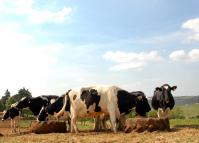 Atualização do Rebanho - AgroTur TV Paraná Turismo