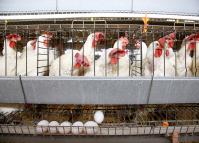Reportagem no programa Negócios da Terra, da Rede Massa, sobre produção de frangos e ovos no Paraná. Divulgada dia 27 de dezembro de 2019