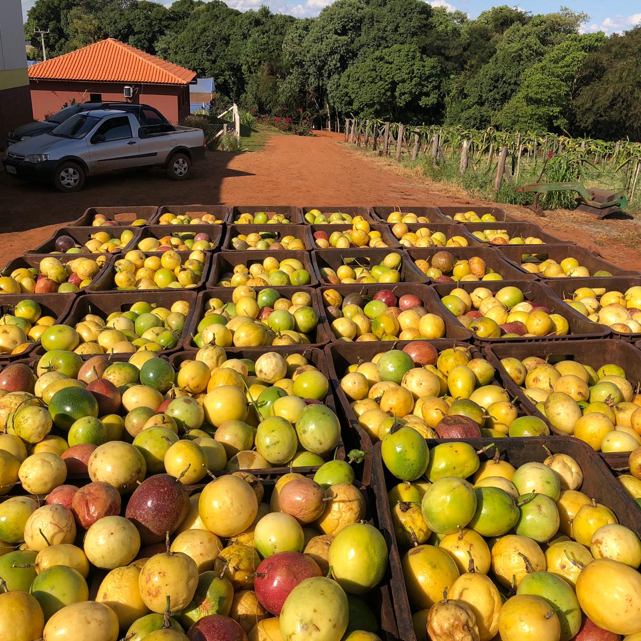 Fruticultura do Paraná ganha força com apoio do Estado
