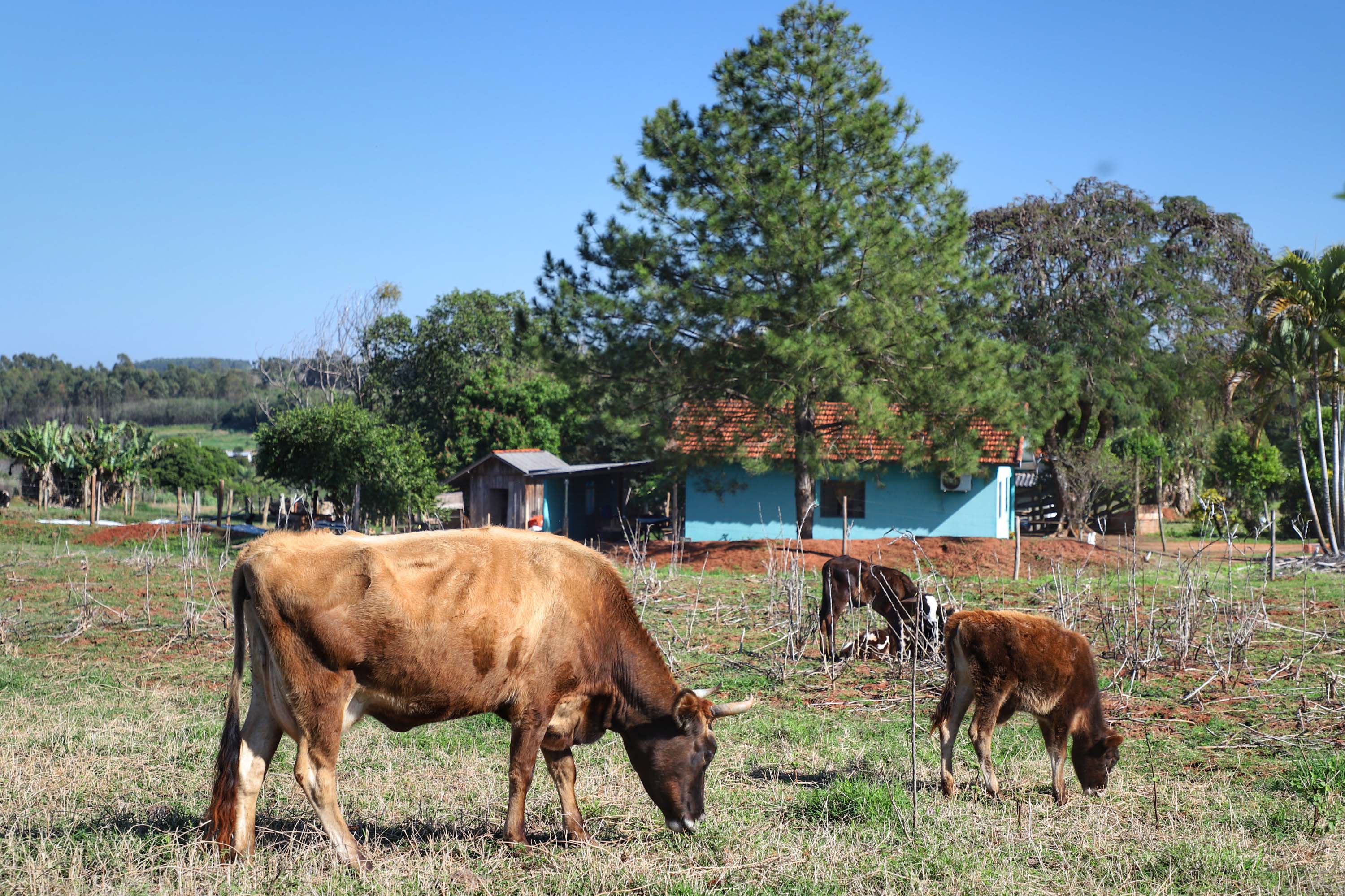 Pequena agropecuária