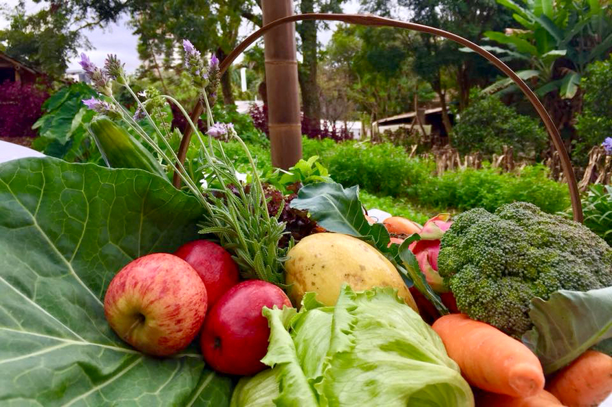 Aumenta a procura por alimentos orgânicos