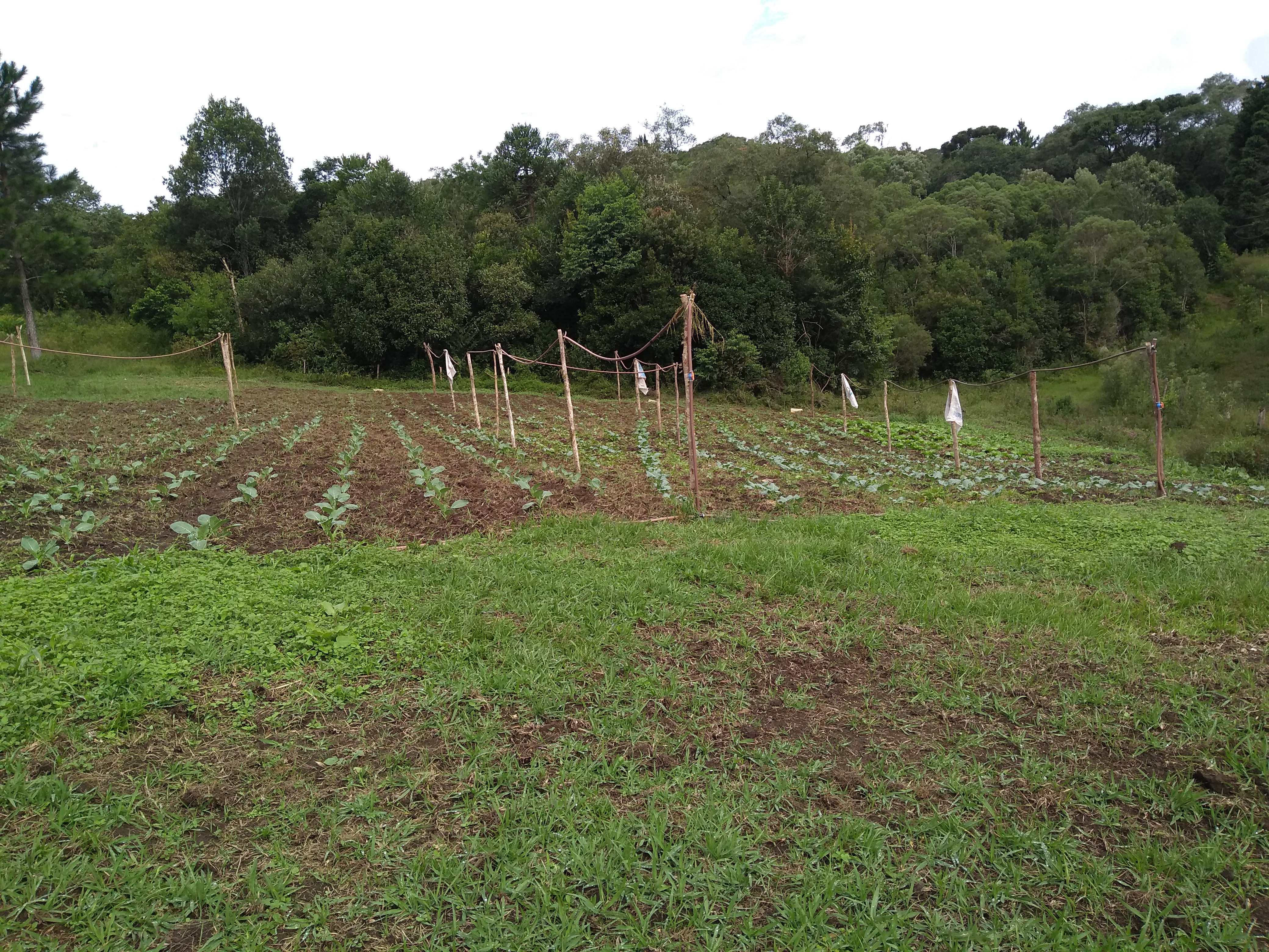Piraí do Sul e Castro - Associação União
