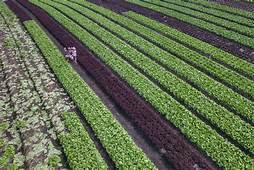 agricultura