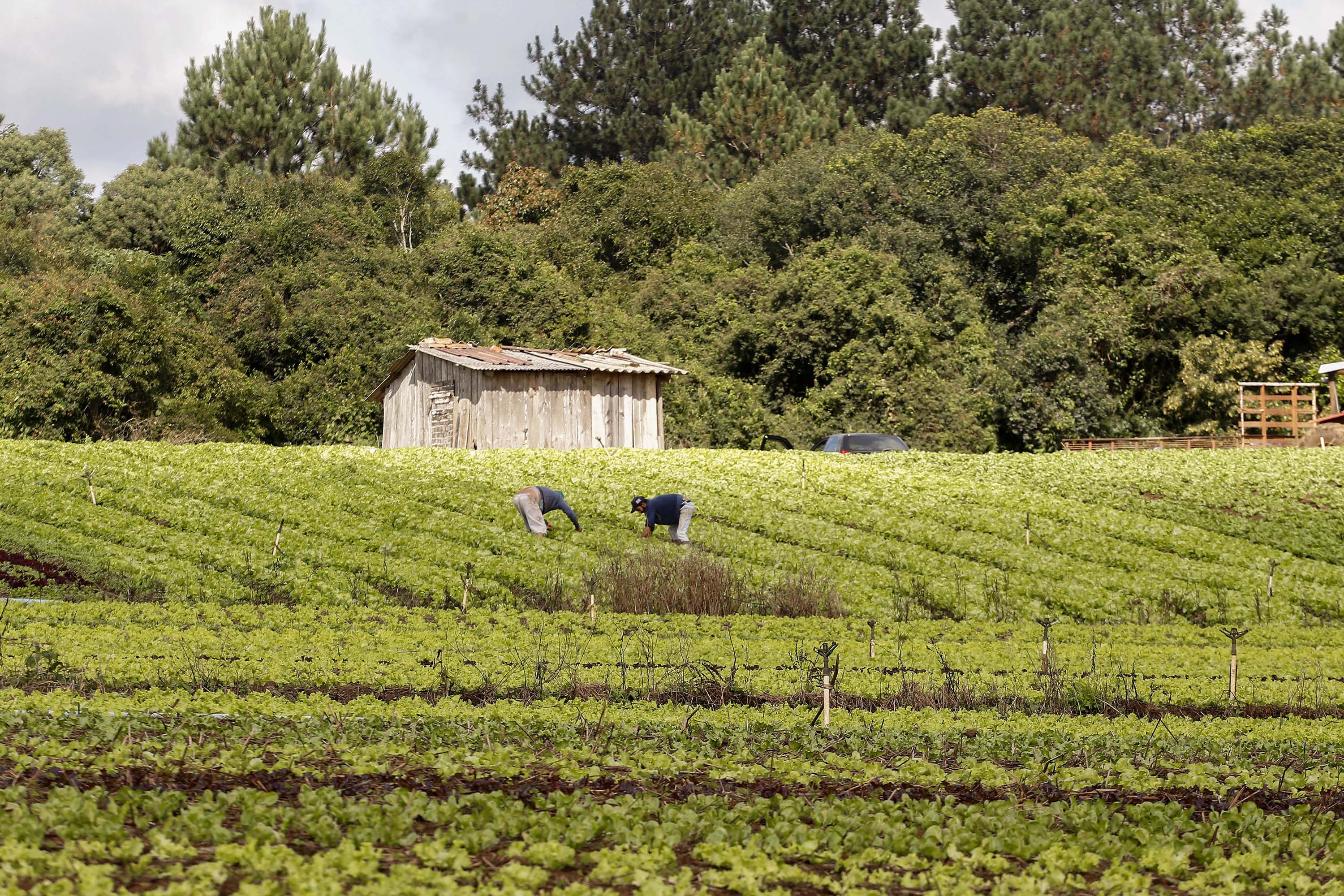 agricultura familiar