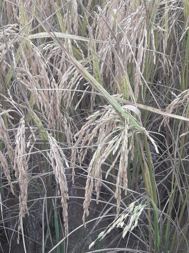 arroz