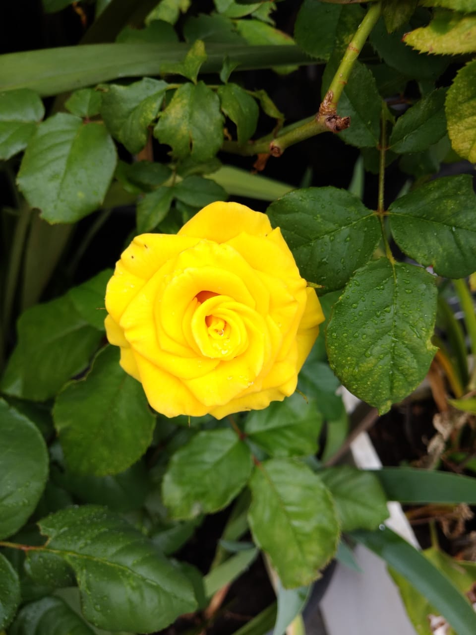 rosa