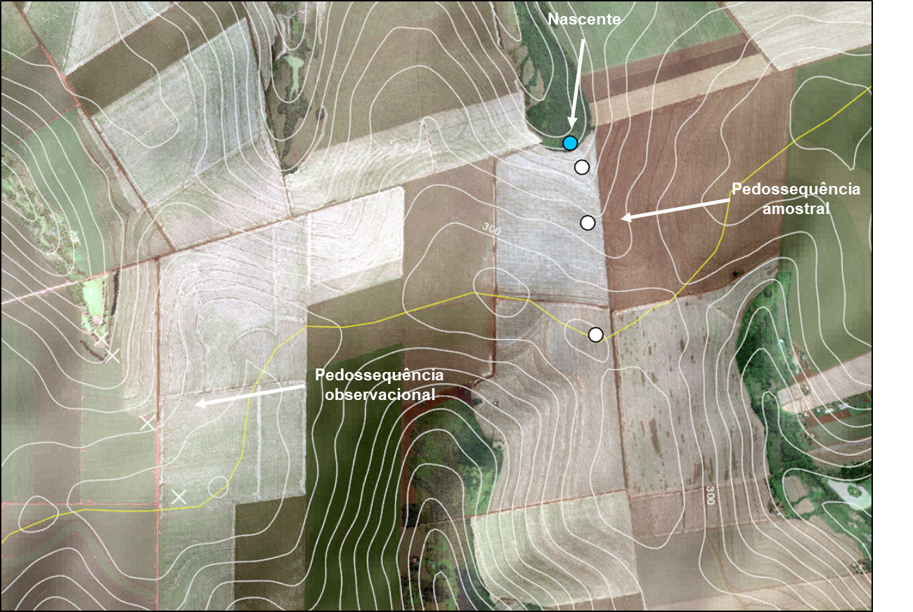 Figura 4 – Pedossequência amostral com alinhamento de coleta de solos e vegetação em rampa côncava-convergente, com término em nascente.