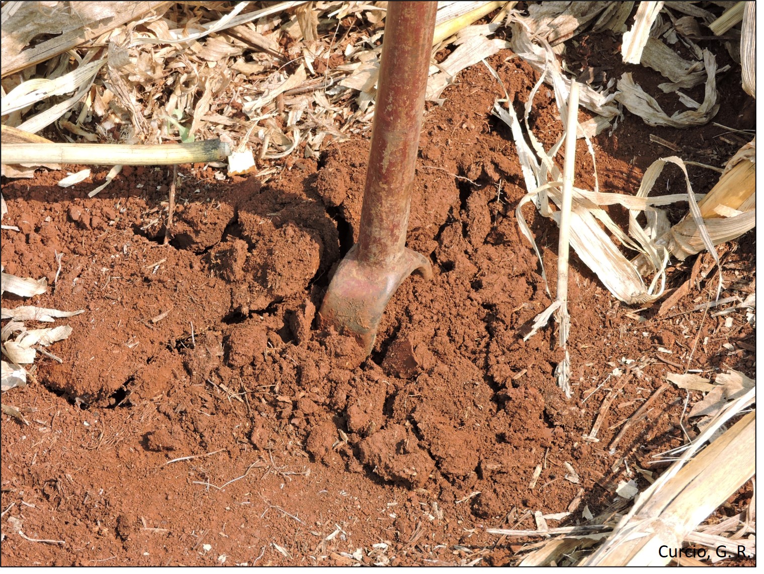 Figura 10 – Feição de encrostamento em Nitossolo Vermelho.