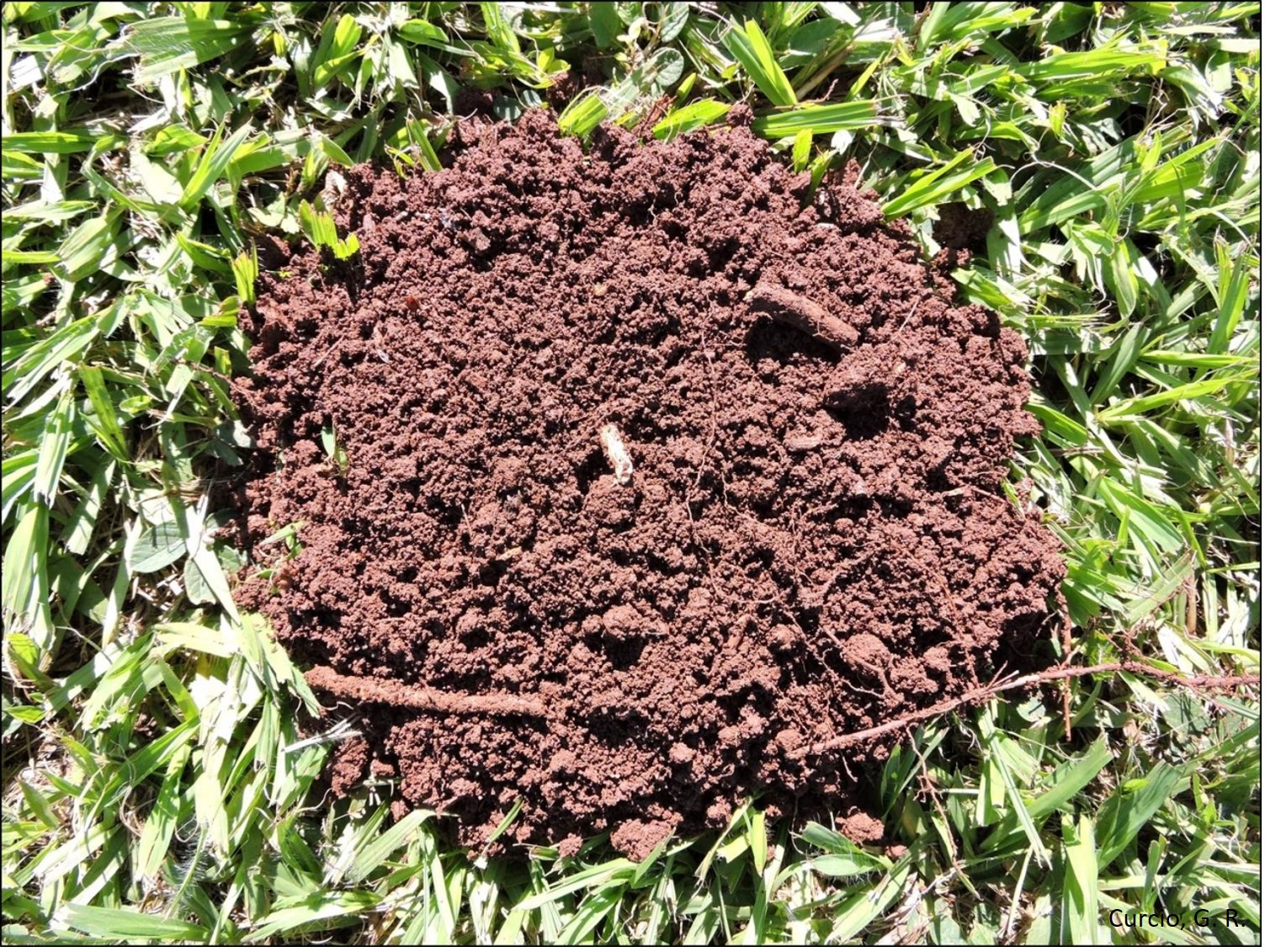 Estrutura granular de horizonte A de Latossolo Vermelho em floresta nativa.