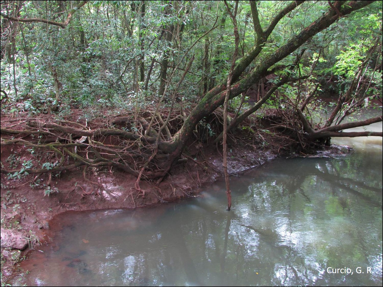 Figura 10 – Processo erosivo em margem fluvial com solapamento de árvore