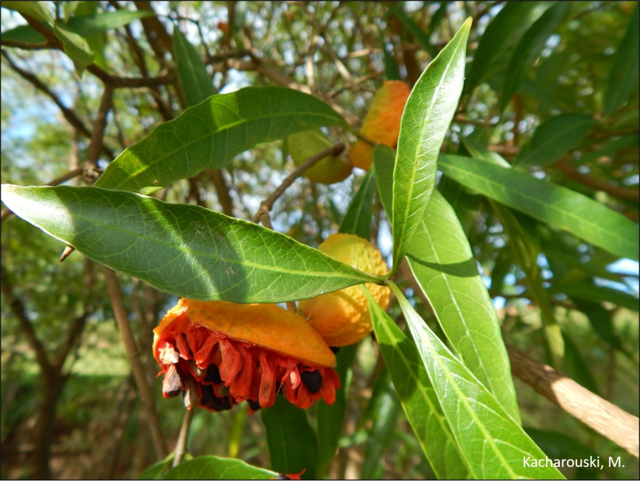 Figura 10 – Tabernaemontana catharinensis