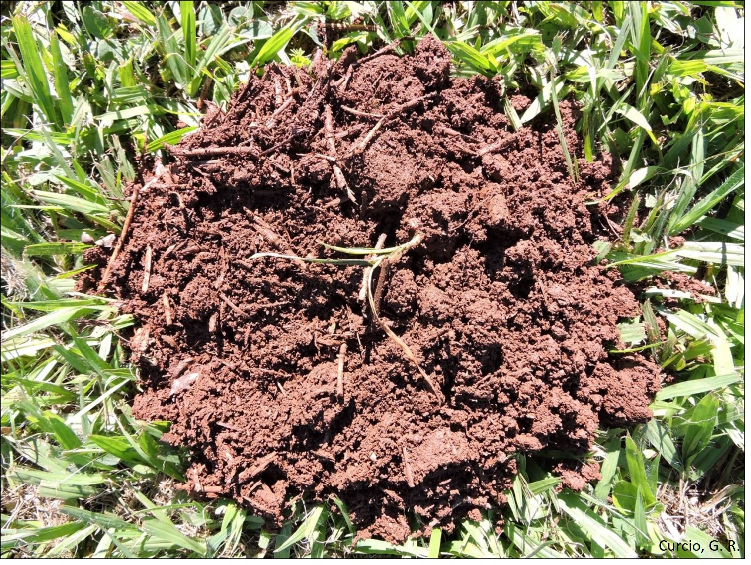 Estrutura pouco alterada de horizonte A de Latossolo Vermelho sob lavoura.