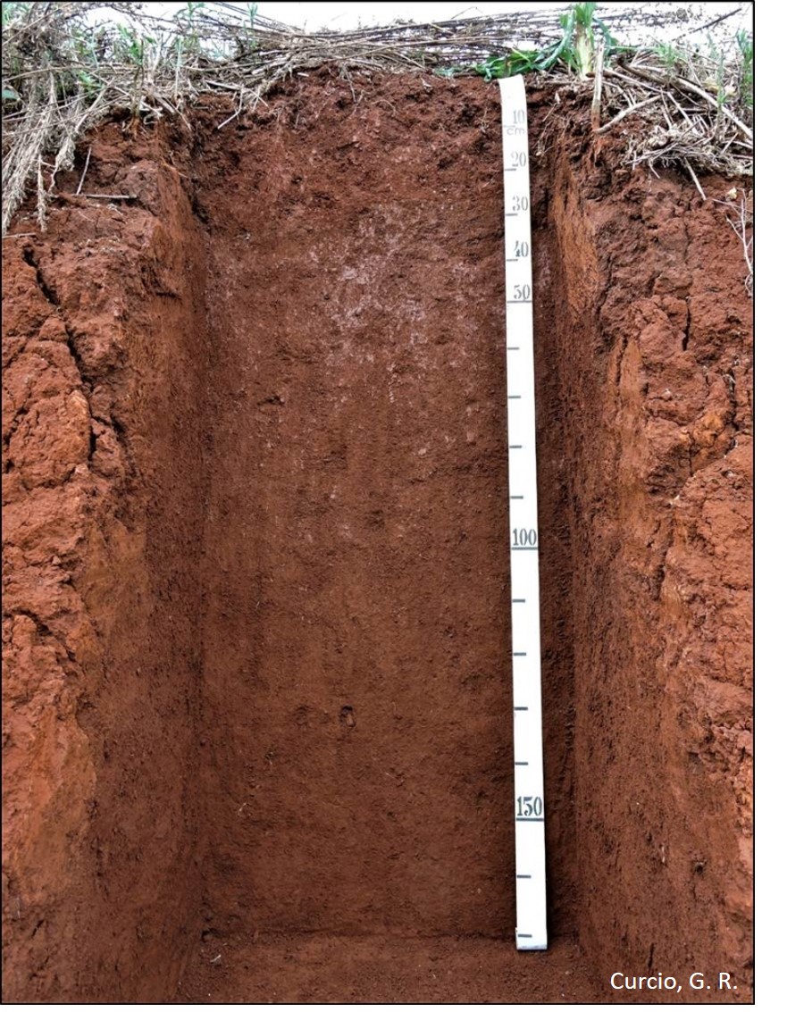 Latossolo Vermelho Distroférrico típico.