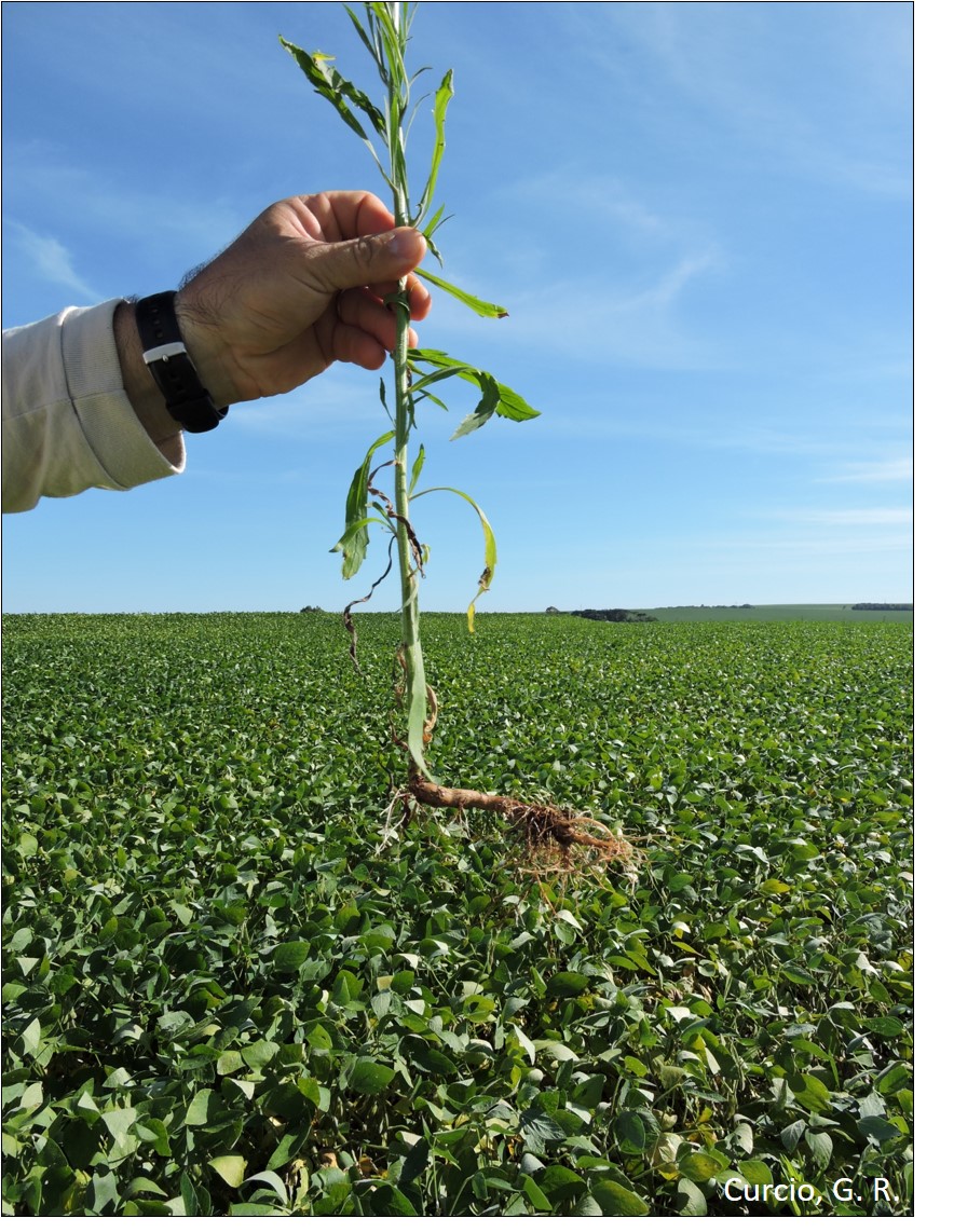 Raiz pivotante de erva daninha sob efeito de camada compactada no horizonte Ap.