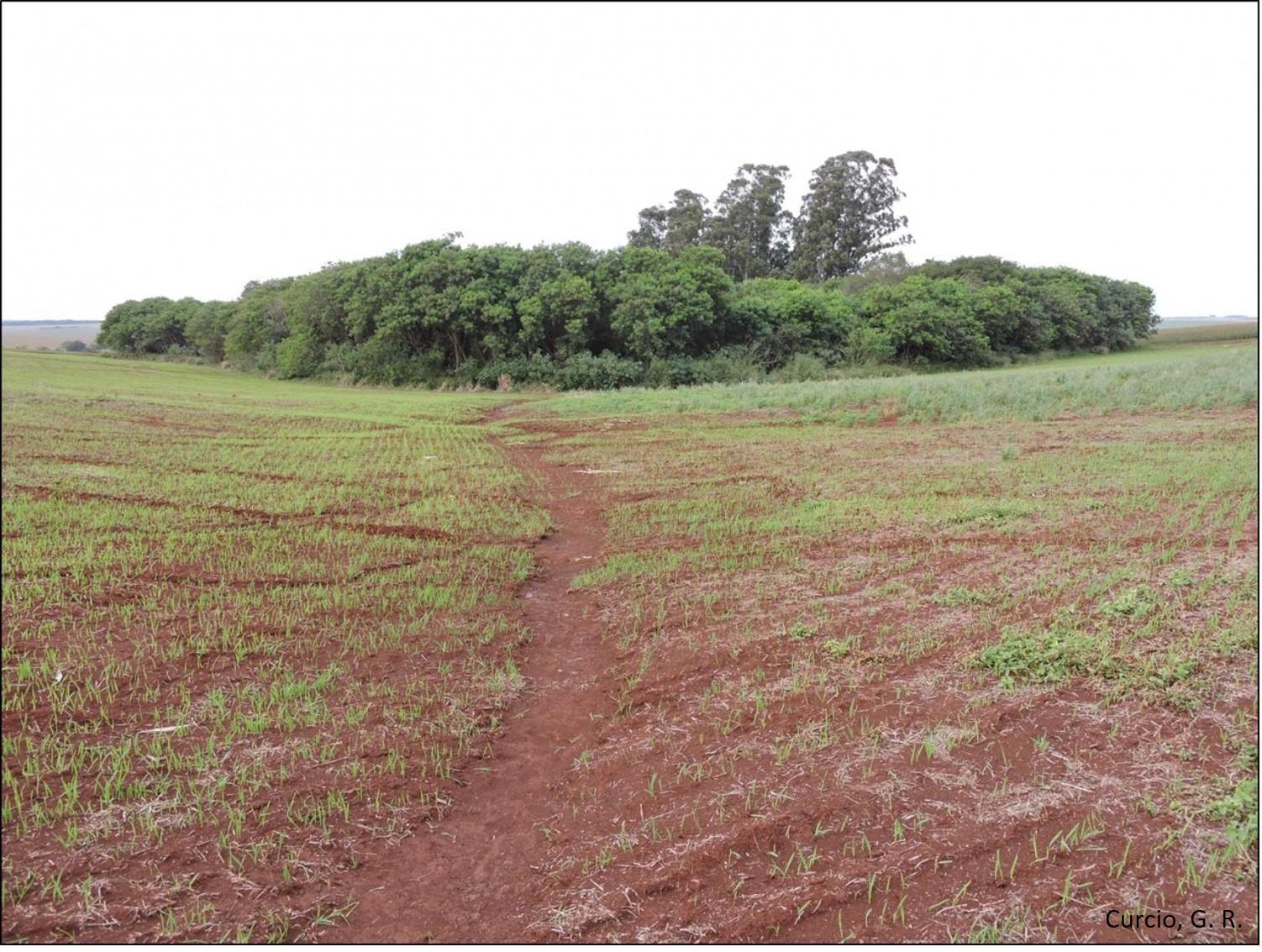 Sulco de erosão em rampa convexa-côncava-convergente com assoreamento de nascentes.