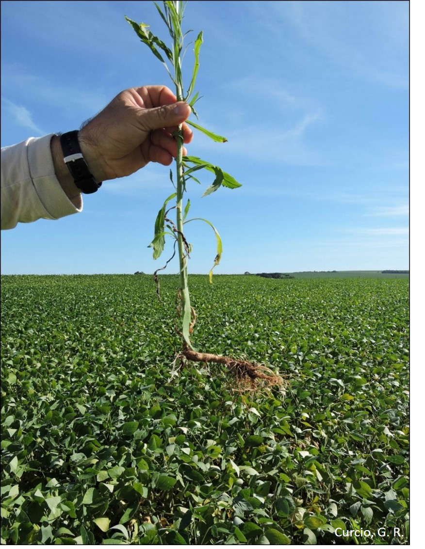 Forte restrição de desenvolvimento de raiz pivotante por efeito de erosão.