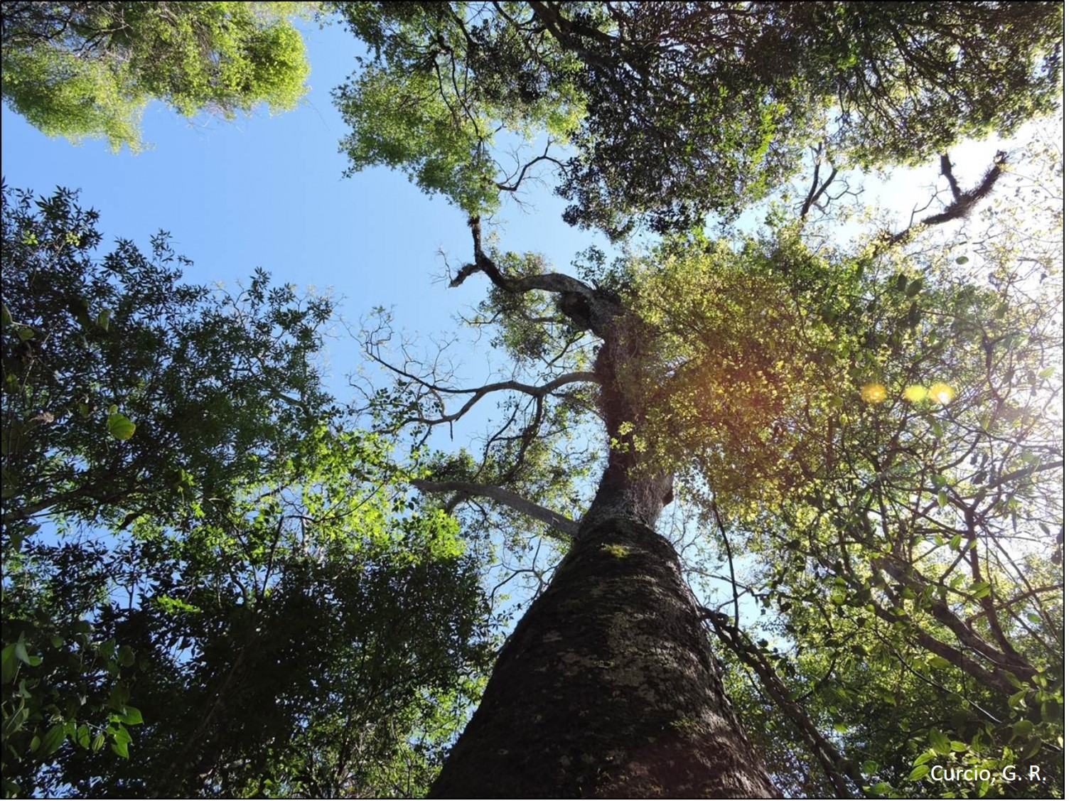 Copa de Peltophorum dubium com cerca de 30 metros de altura
