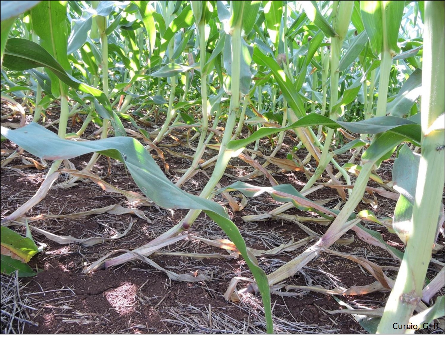 Tombamento de milho em Latossolo Vermelho compactado.