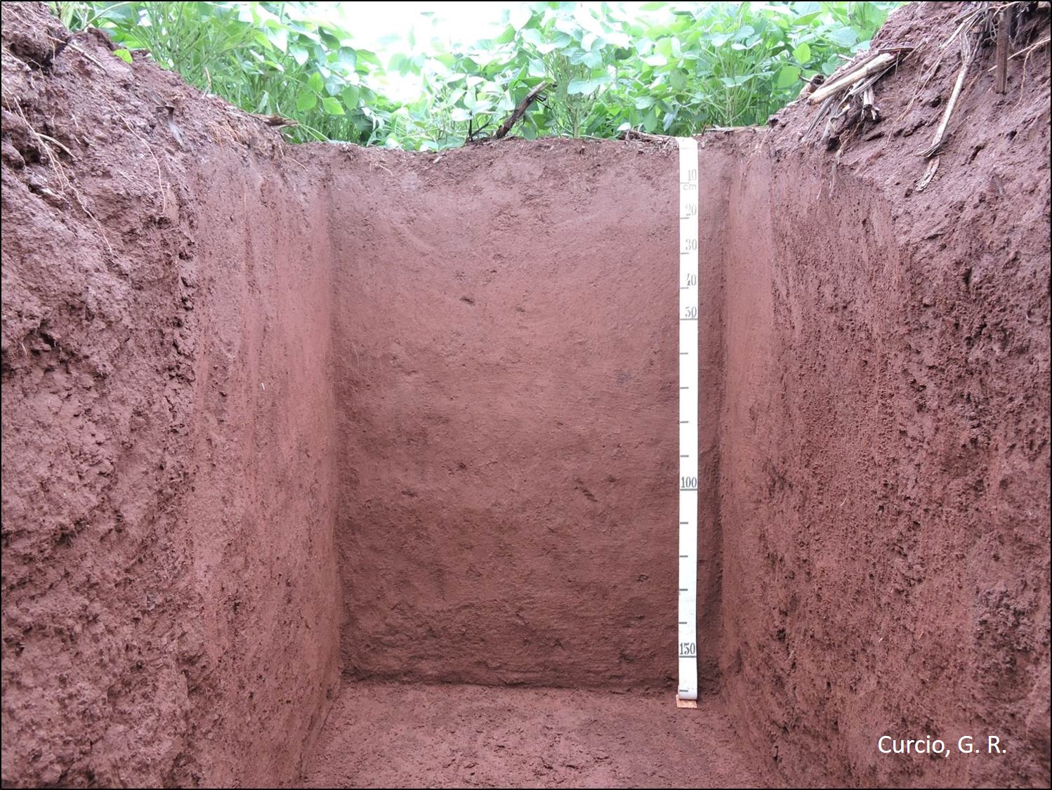 Latossolo Vermelho 620m.