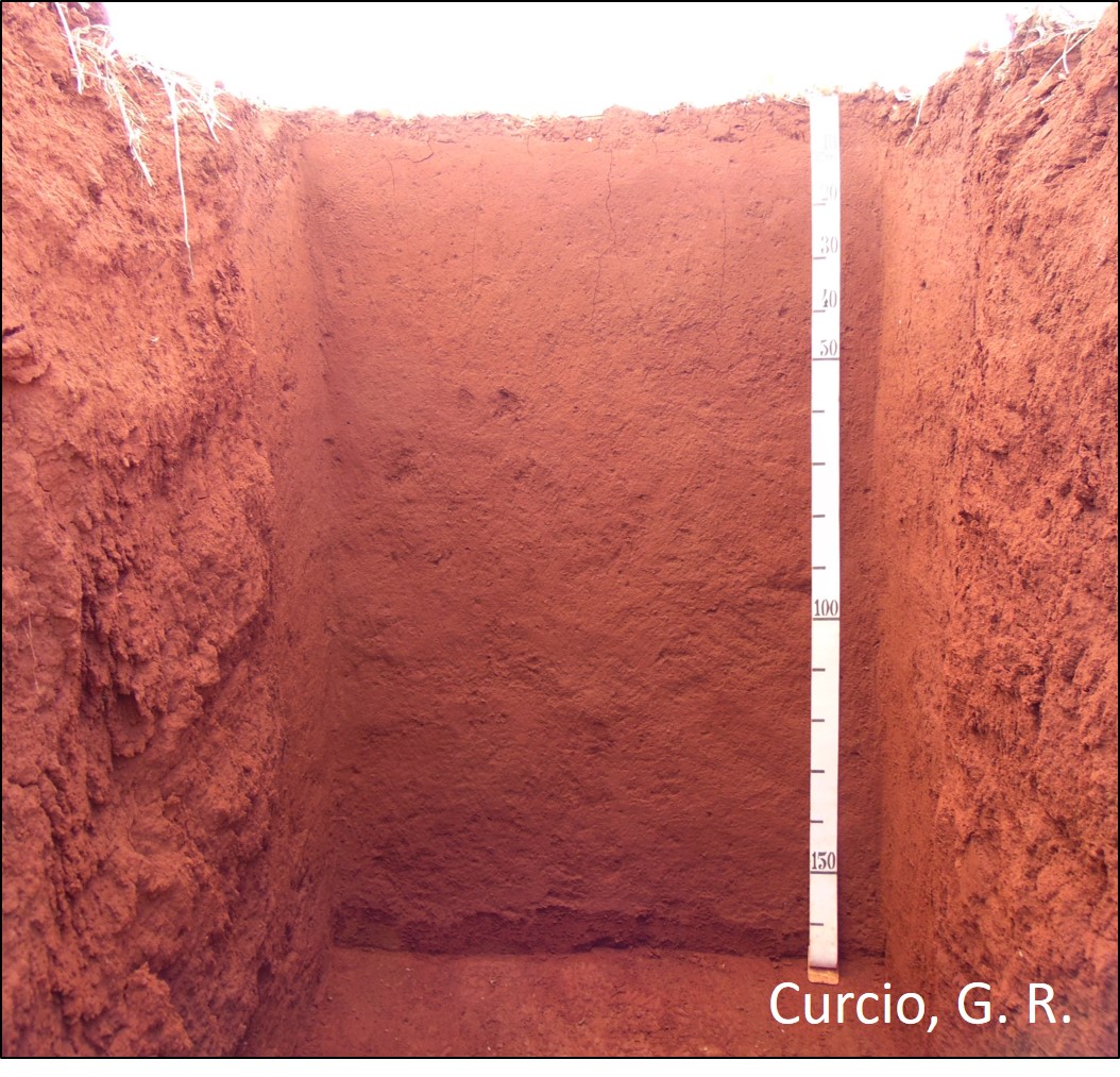 LATOSSOLO VERMELHO Distrófico típico.