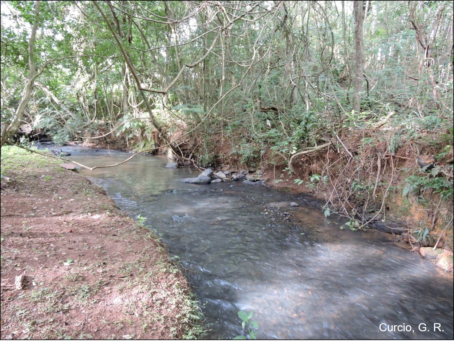 Vegetação de floresta fluvial.