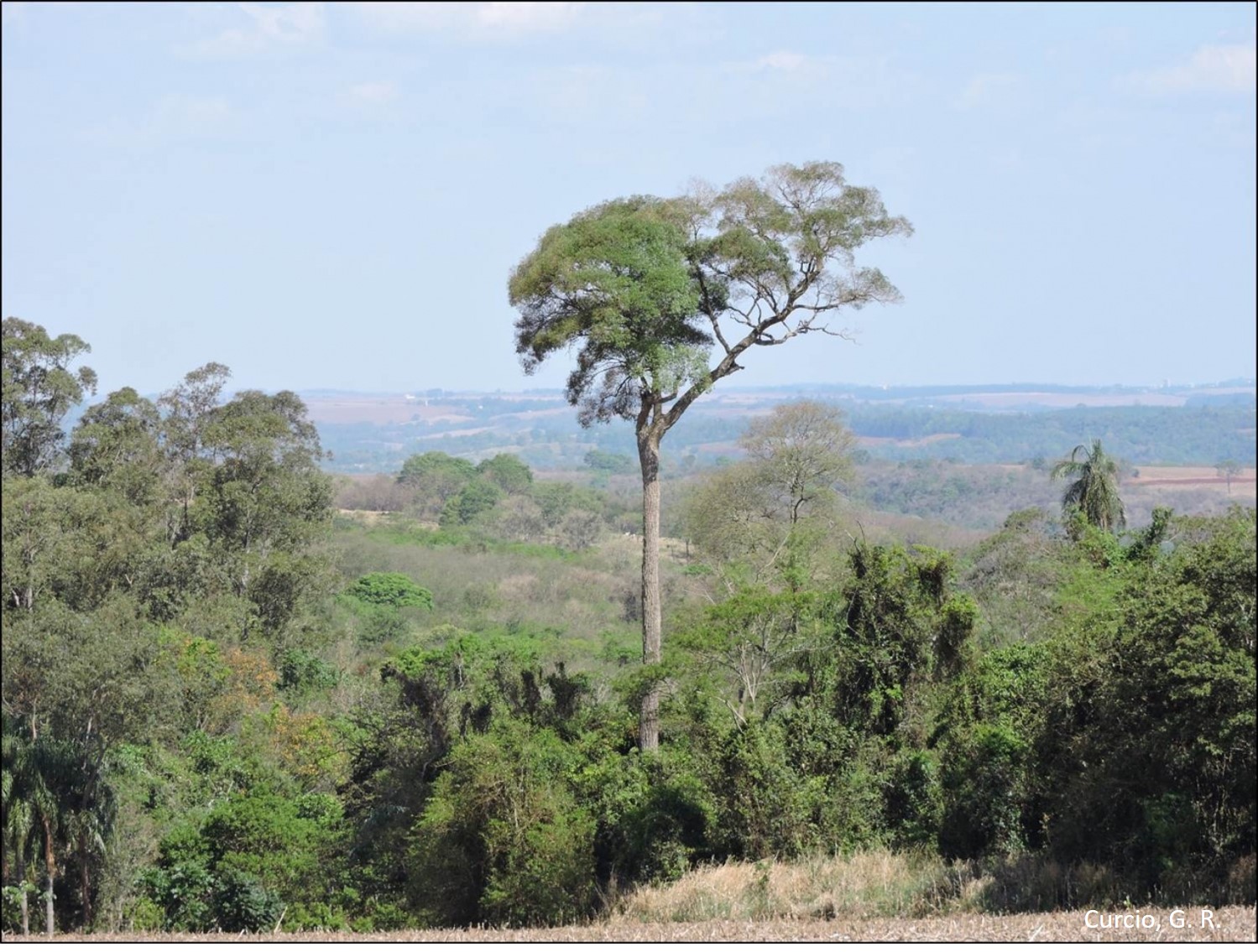 Figura 2 – Peroba-rosa isolada em capão remanescente de floresta