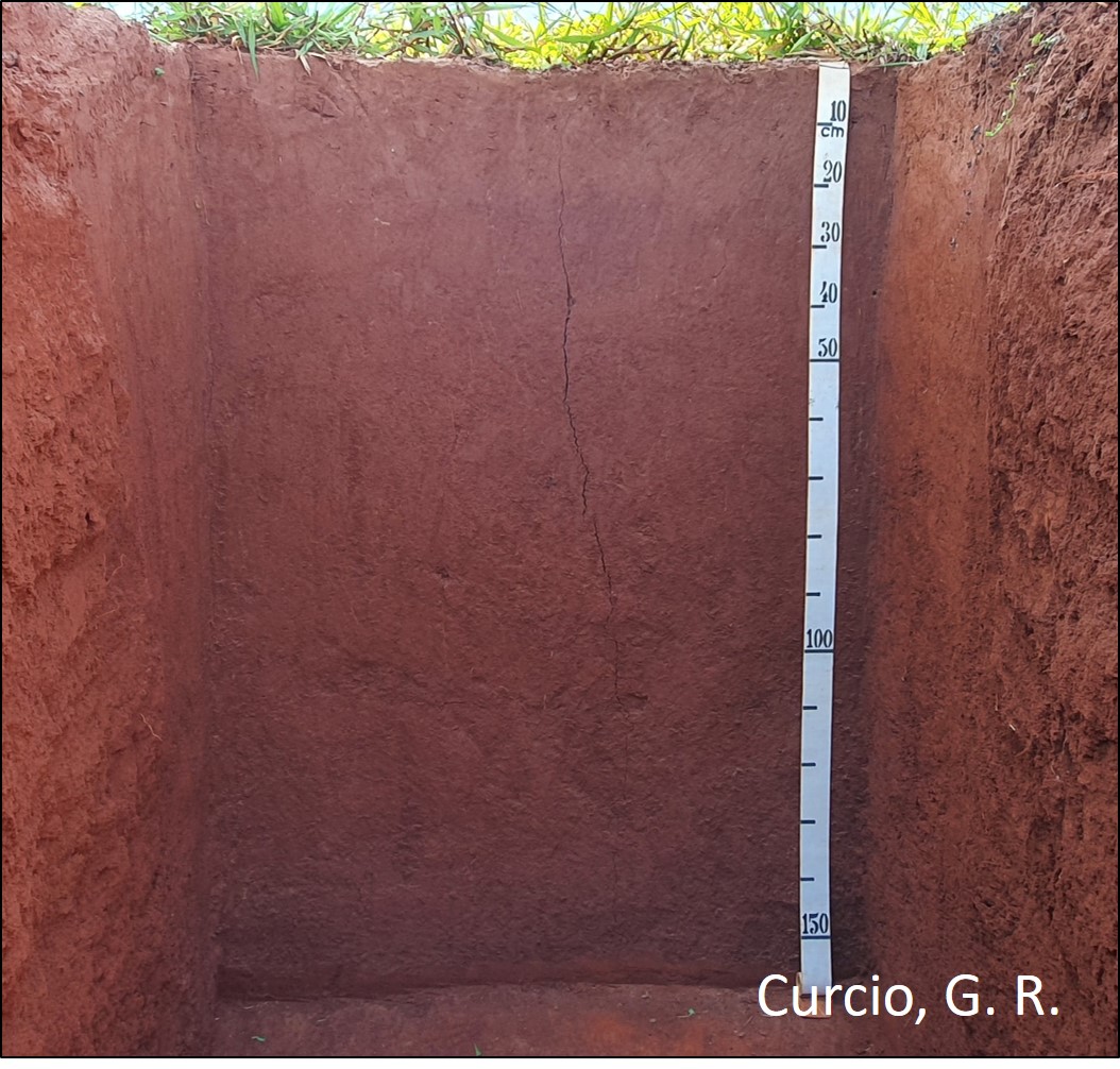 ARGISSOLO VERMELHO Distrófico típico.