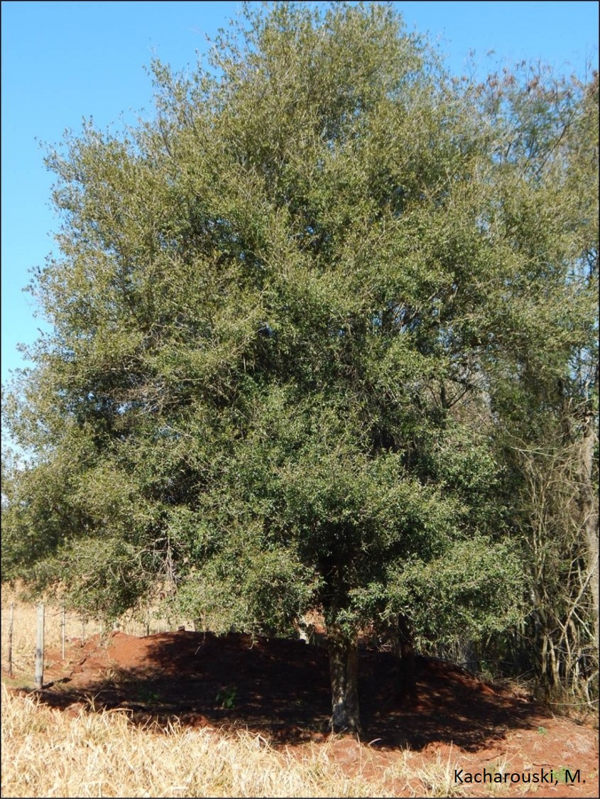 Cordia americana