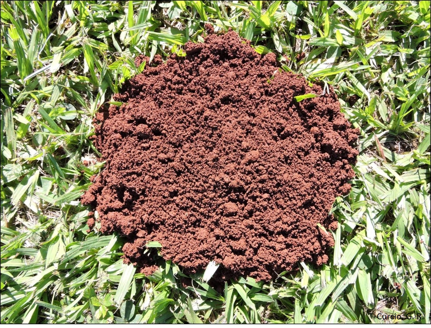 Estrutura granular de horizonte Bw de Latossolo Vermelho.