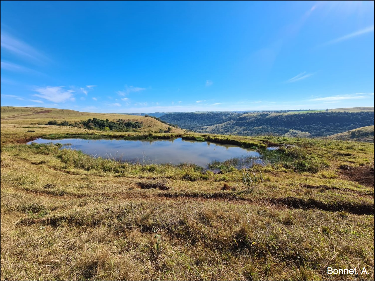 Nascente represada em Neossolo Regolítico