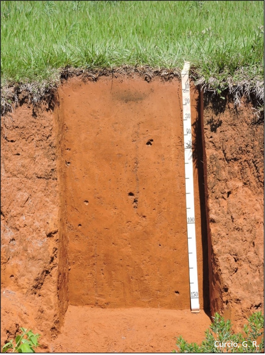 Argissolo Vermelho-Amarelo.