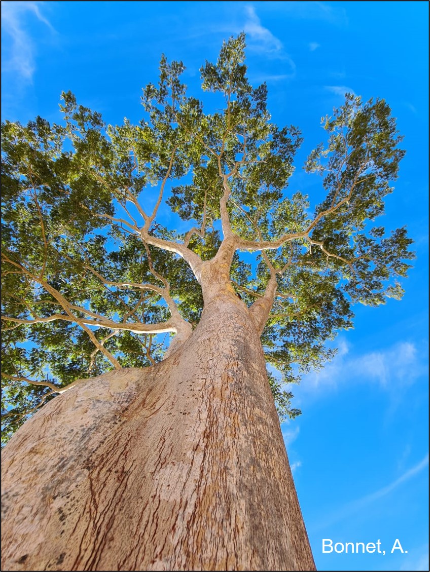 Árvore isolada de pastagem