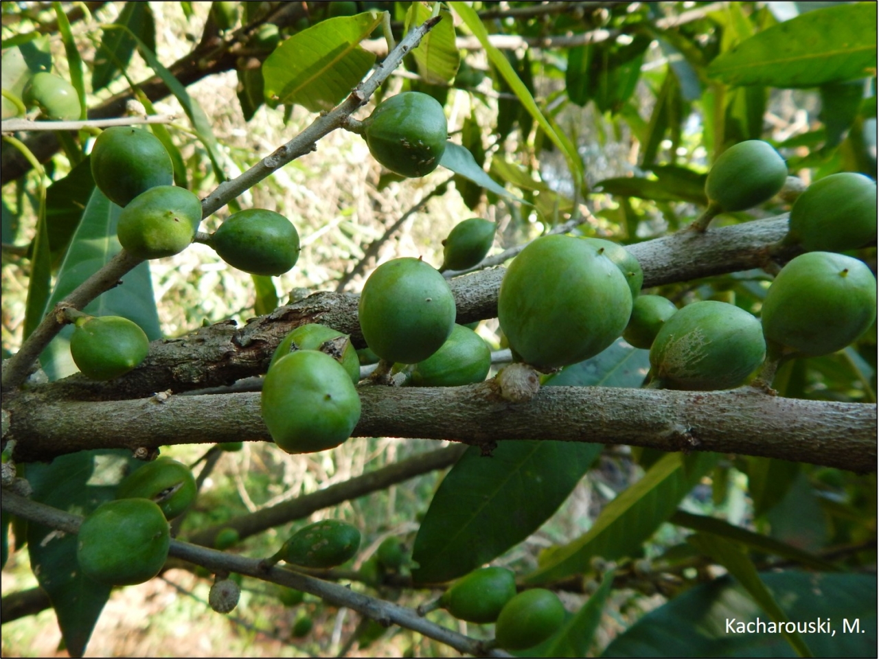 Chrysophyllum gonocarpum