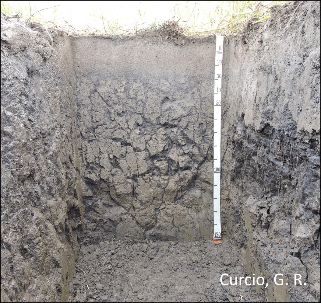 ESPODOSSLO HUMILÚVICO Hidromórfico planossólico.