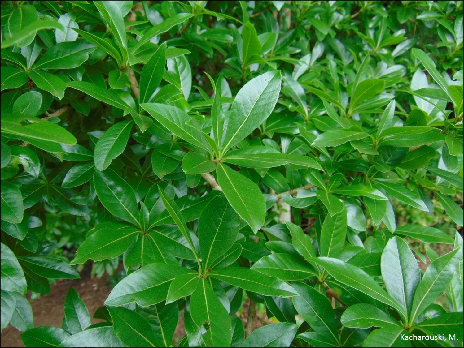Folhas de Cordia americana