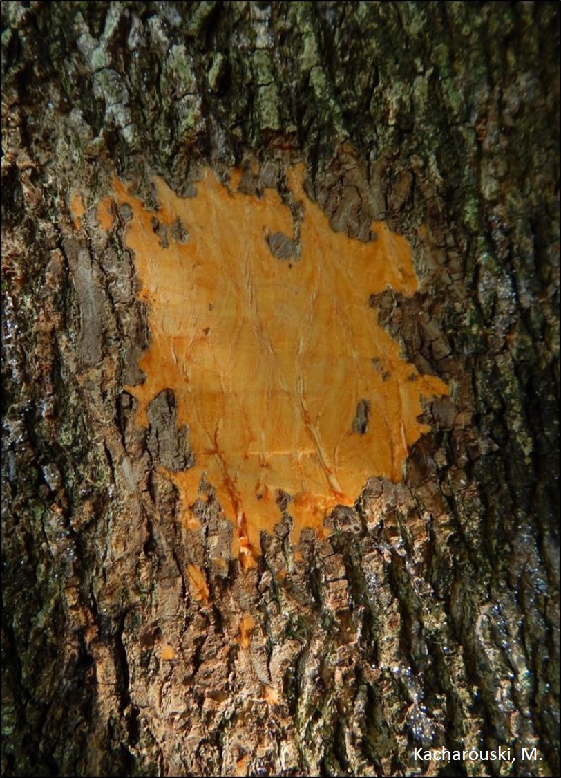 Casca interna de Cordia americana