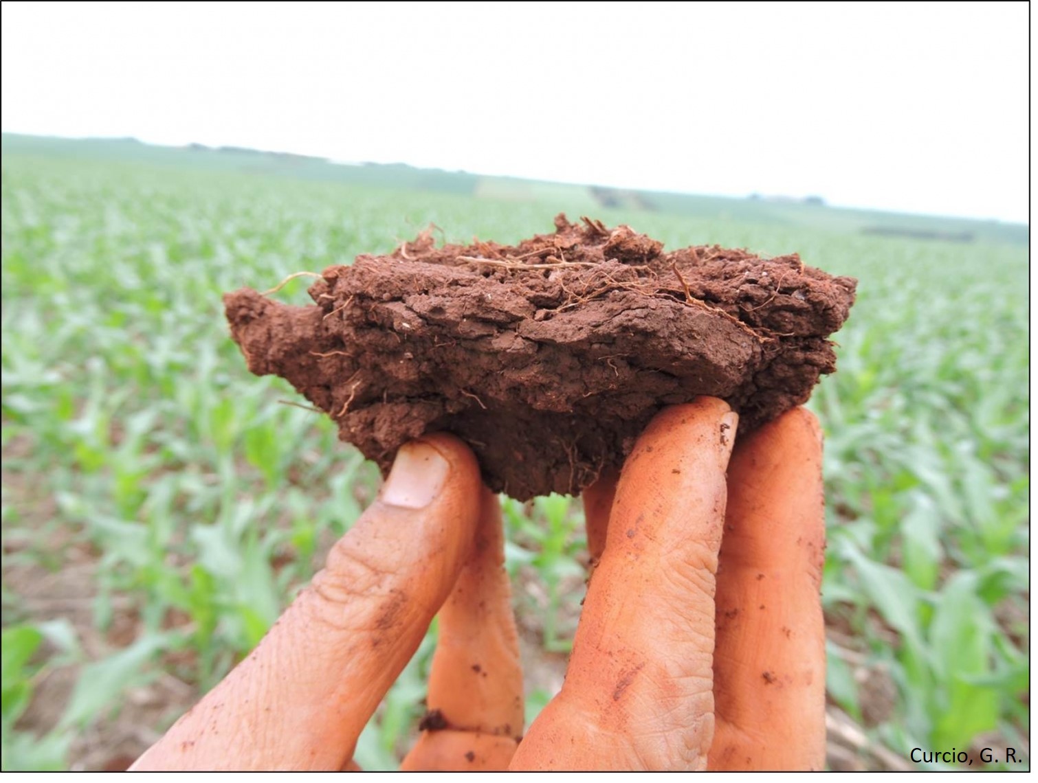 Estrutura laminar na superfície de Latossolo Vermelho.