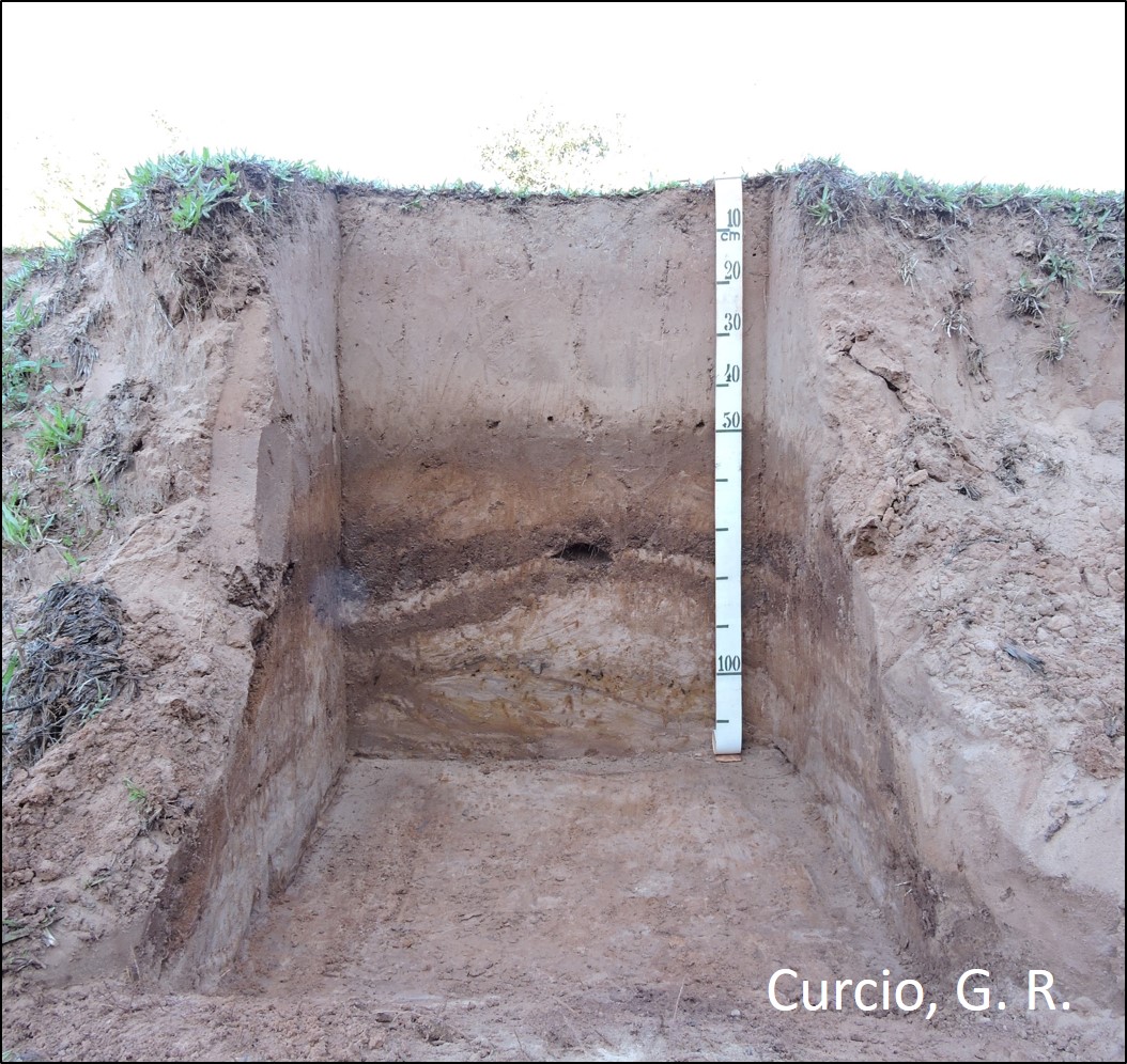 NEOSSOLO FLÚVICO Tb Distrófico gleissólico.