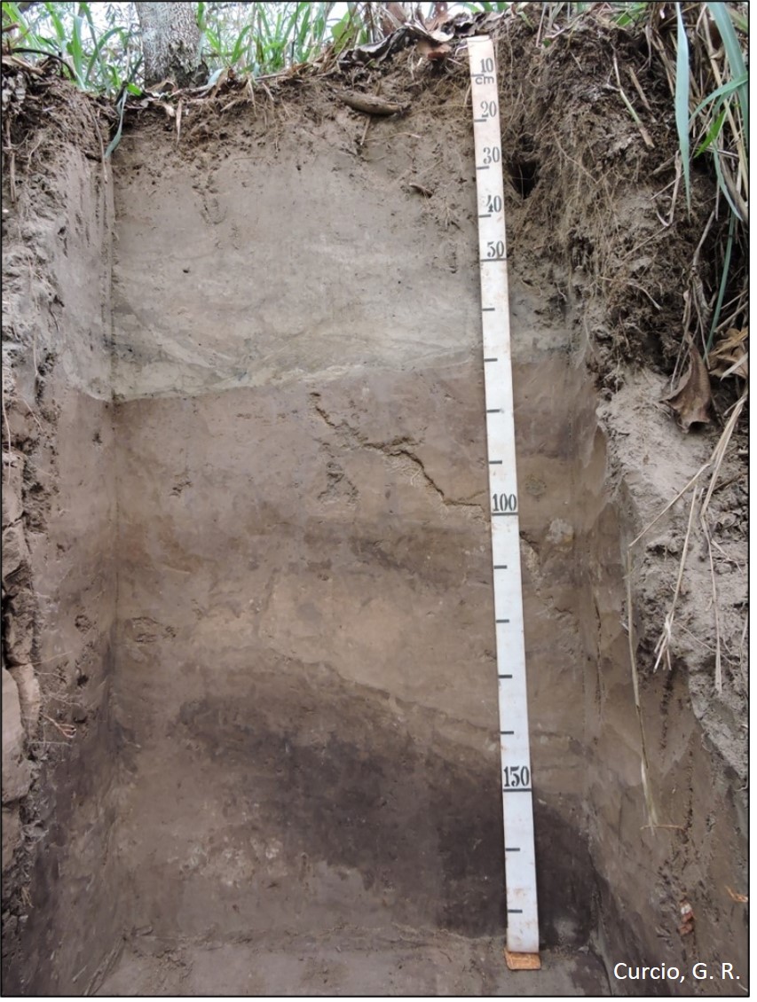 Planossolo Háplico.