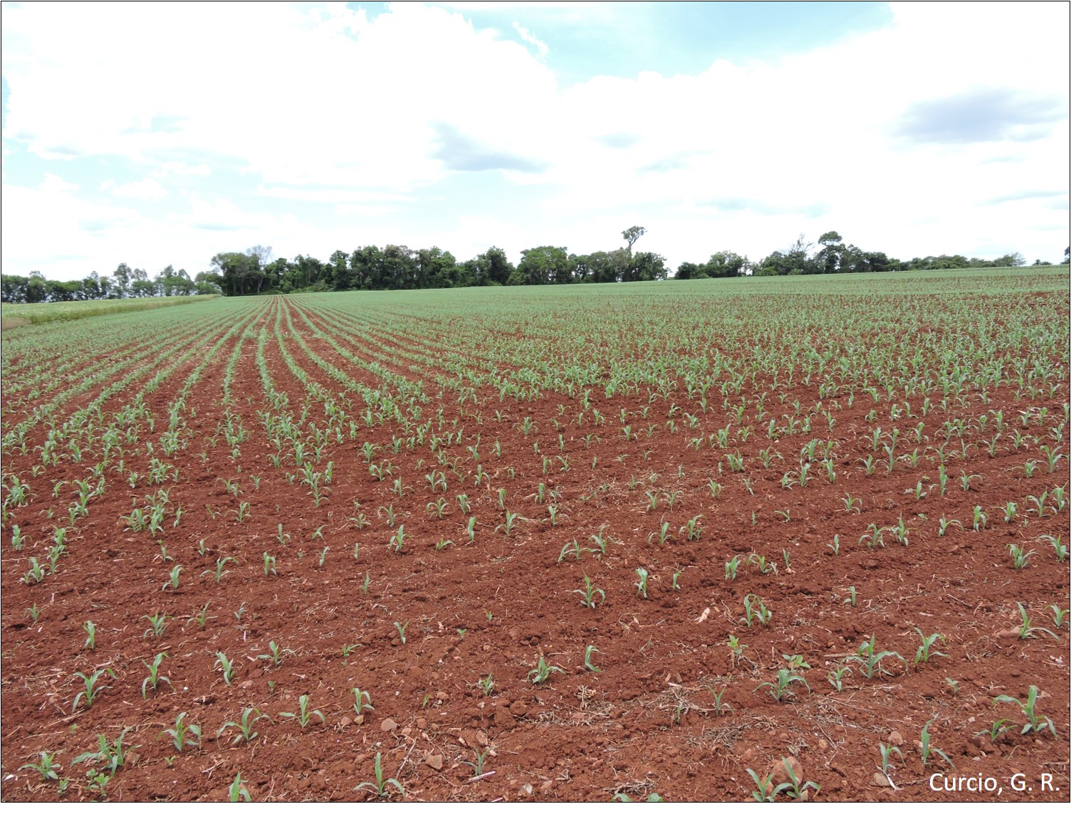 Aspecto de relevo suave ondulado.